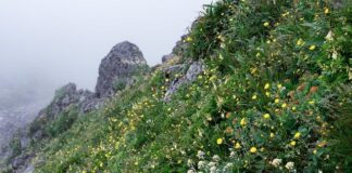 Jakie marki samochodów są z Japonii?